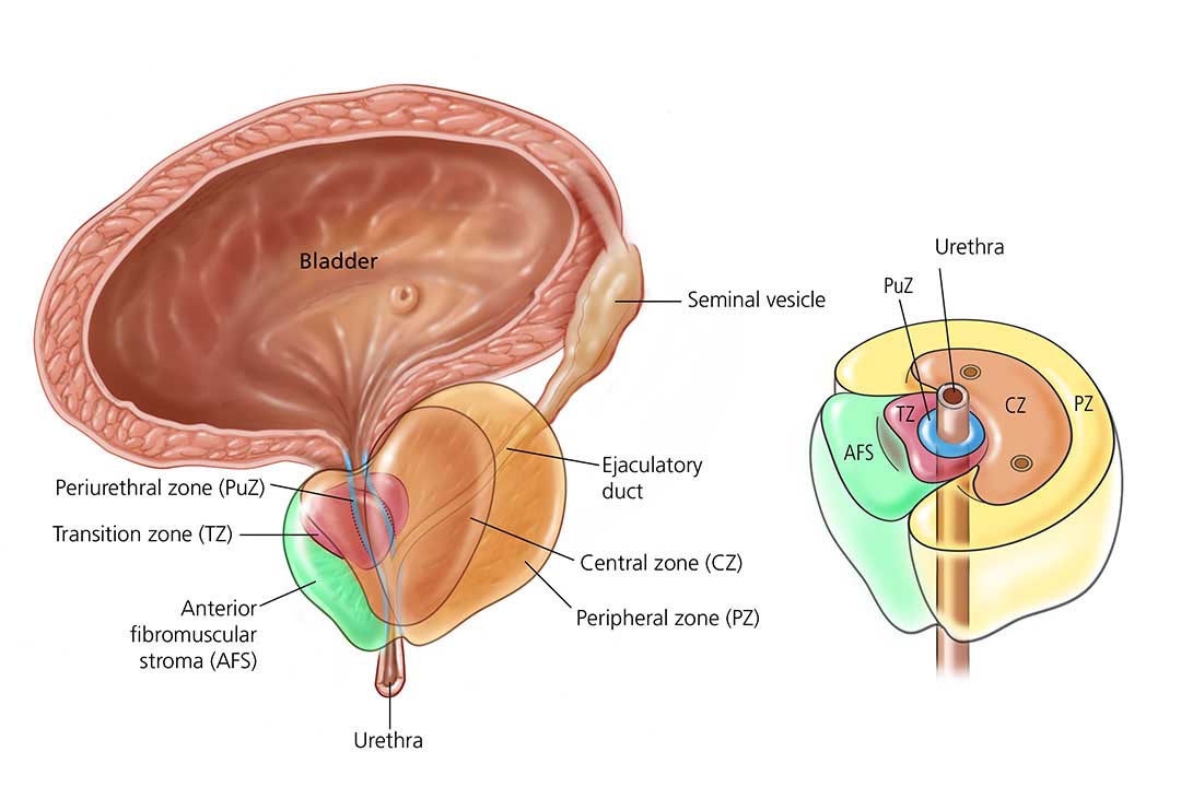 anatomia de la prostata